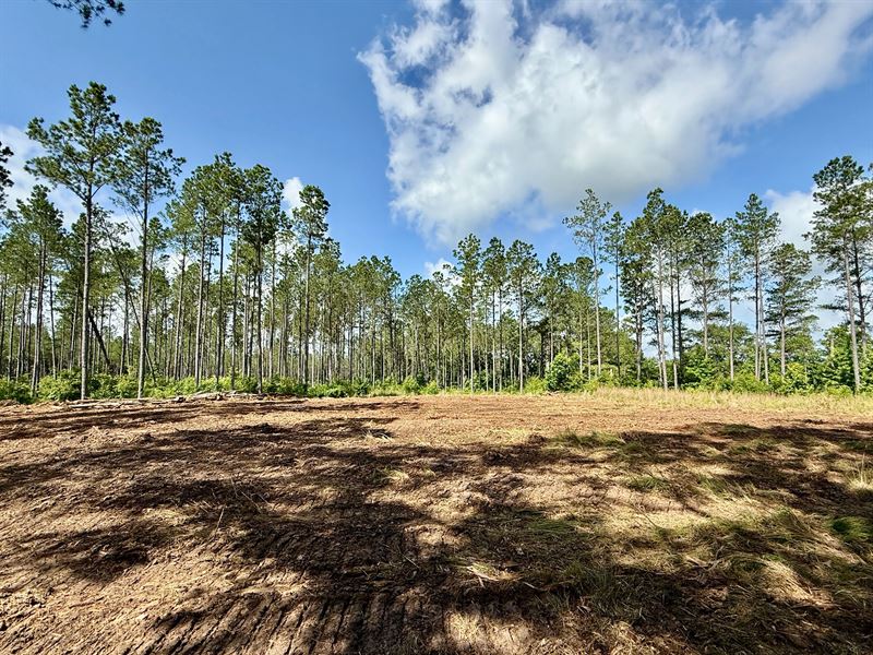 87.1 Acres in Winston County, MS : Louisville : Winston County : Mississippi