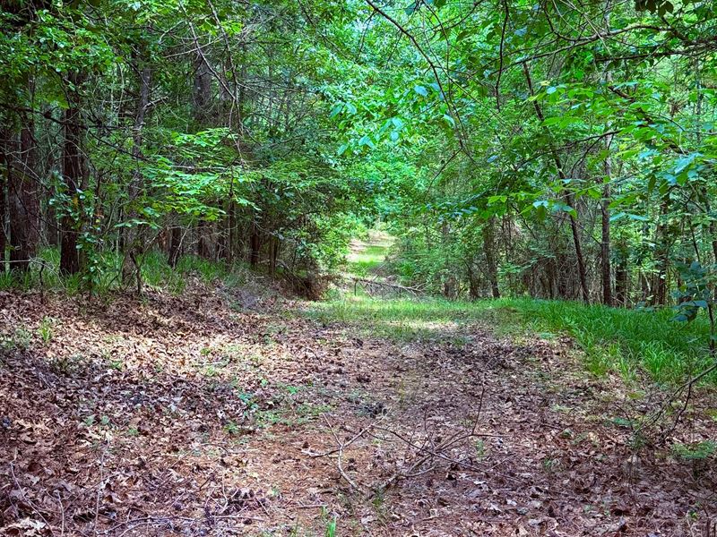 58 Acres in Carroll County, MS : Carrollton : Carroll County : Mississippi