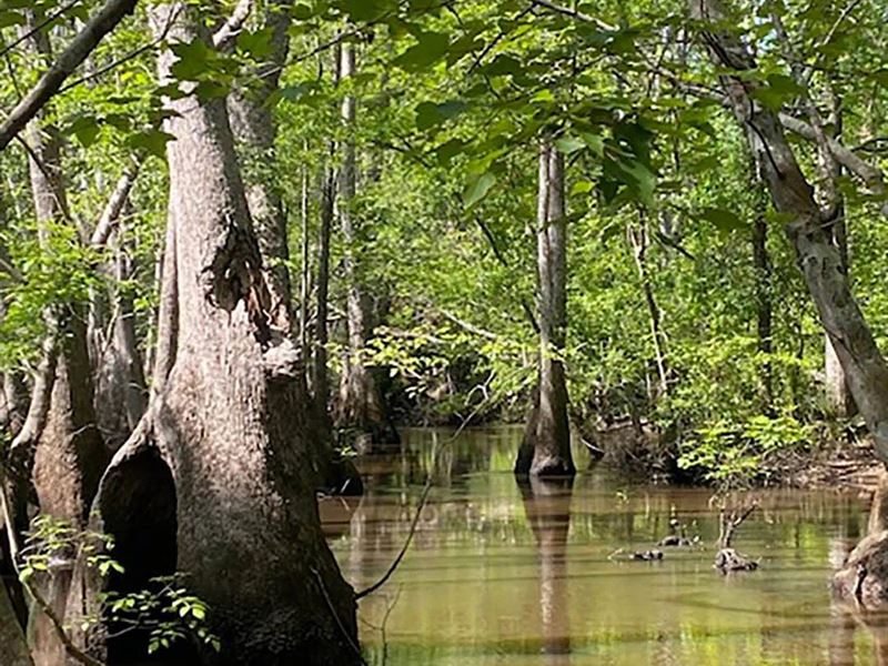 59 Acres in Emanuel County, GA : Kite : Emanuel County : Georgia