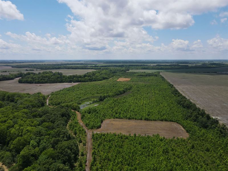 167.3 Acres in Coahoma/Quitman Coun : Sledge : Coahoma County : Mississippi