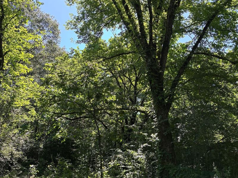 64 Acres in Yalobusha County, MS : Coffeeville : Yalobusha County : Mississippi