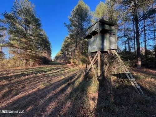 132 Acre Hunting Tract in Jasper Co : Heidelberg : Jasper County : Mississippi