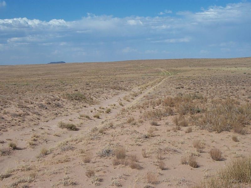 1.25 Acres in Navajo County, AZ : Sun Valley : Navajo County : Arizona