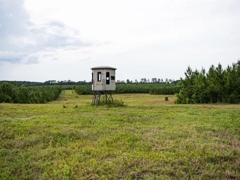 Mississippi Hunting Land, Easy 88 : Osyka : Amite County : Mississippi
