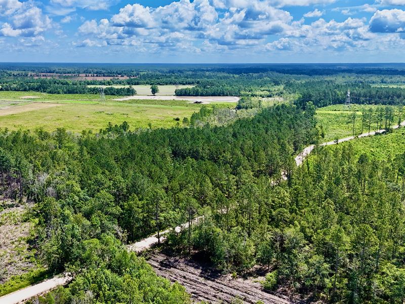 10 Acres of Peaceful Country Living : Odum : Wayne County : Georgia