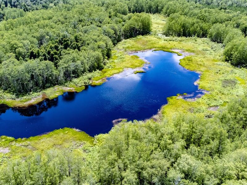 Ham Pond, 185 Ac Recreational Home : Sneads : Jackson County : Florida