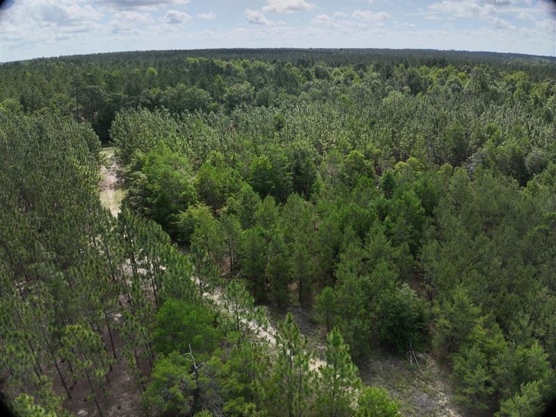 Emanuel County Timber Tract 1 : Midville : Emanuel County : Georgia
