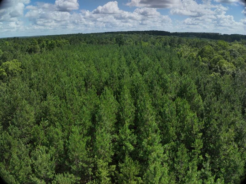 Emanuel County Timber Tract 2 : Garfield : Emanuel County : Georgia