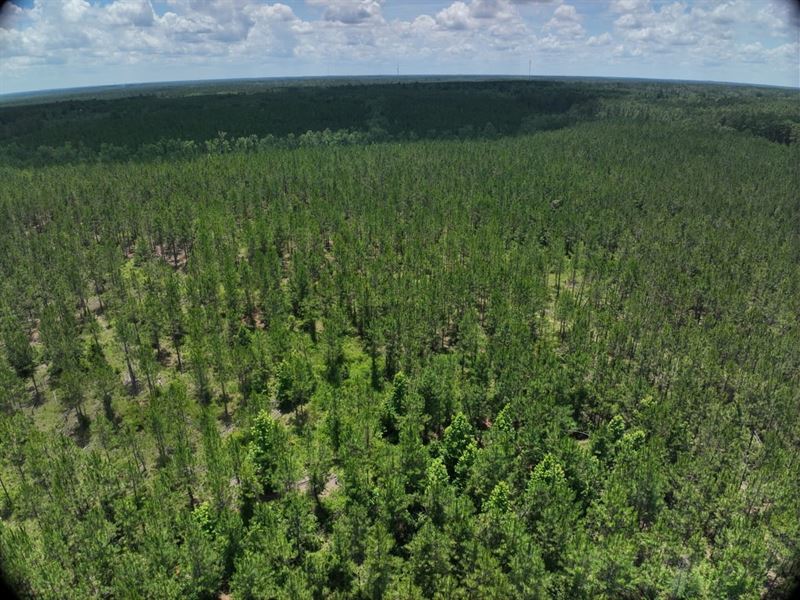 Emanuel County Timber Tract 4 : Adrian : Emanuel County : Georgia