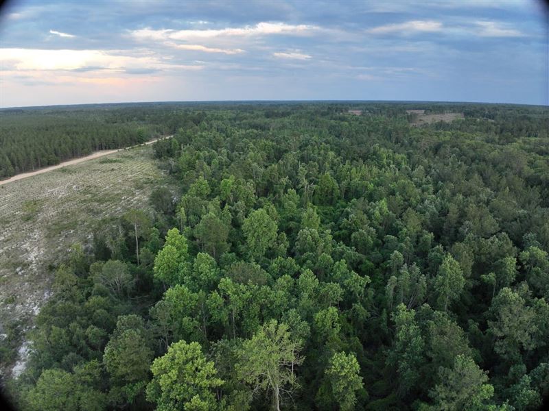 Emanuel County Timber Tract 5 : Twin City : Emanuel County : Georgia