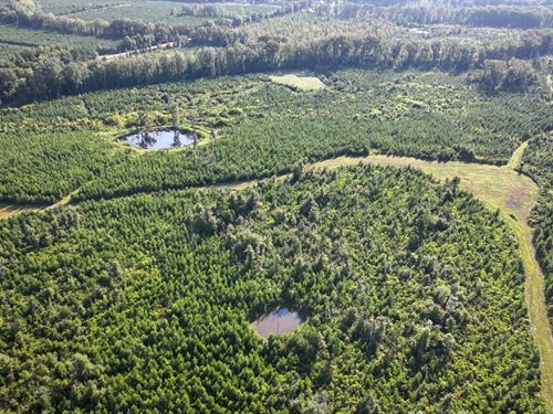 Clay County Ms, 101 Acres Doubl : Pheba : Clay County : Mississippi