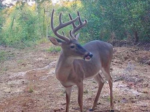 Custom 2,752 Sq ft Home on 154 Acre : Vicksburg : Warren County : Mississippi