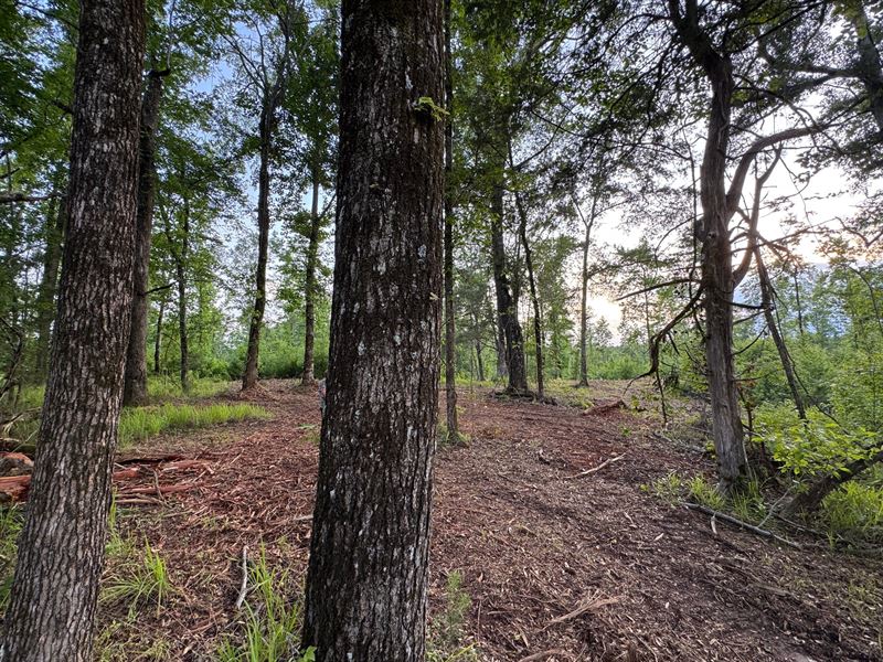 12.18 Acres, Camp Hill, Tallapo : Camp Hill : Tallapoosa County : Alabama