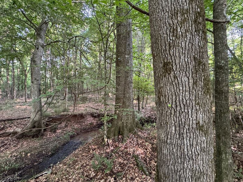 19.37 Acres, Camp Hill, Tallapo : Camp Hill : Tallapoosa County : Alabama