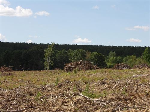 Creek, Partially Cleared, Views : Evensville : Bledsoe County : Tennessee