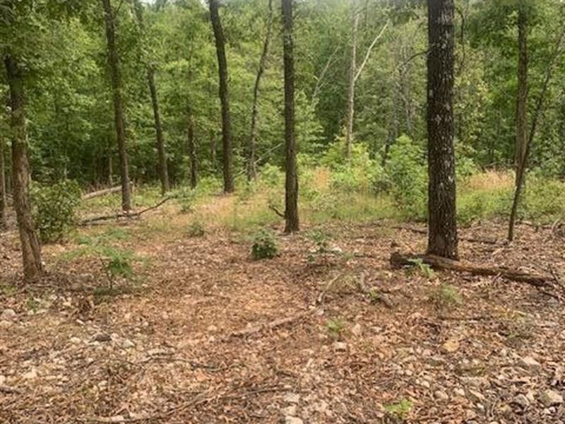 Land for Sale in Southern MO : Vanzant : Douglas County : Missouri