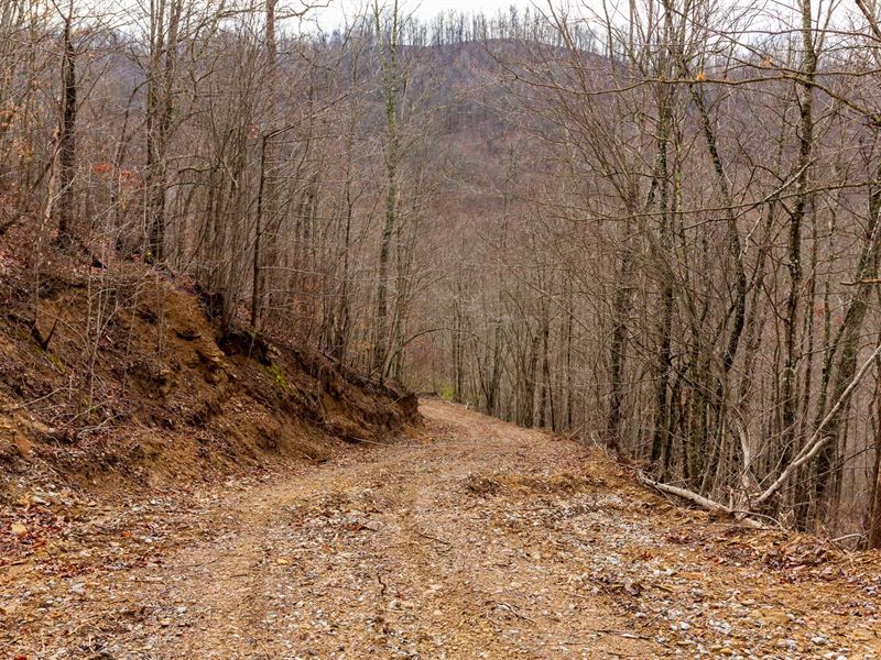 Hunting Land, $999 Down : Ogle : Clay County : Kentucky