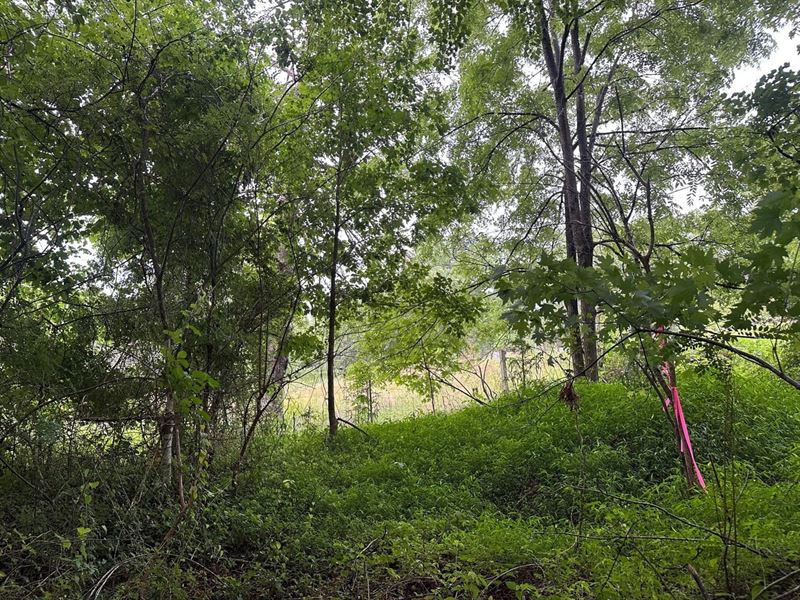 5.01 Acres Unrestricted Wooded pr : Palmer : Grundy County : Tennessee