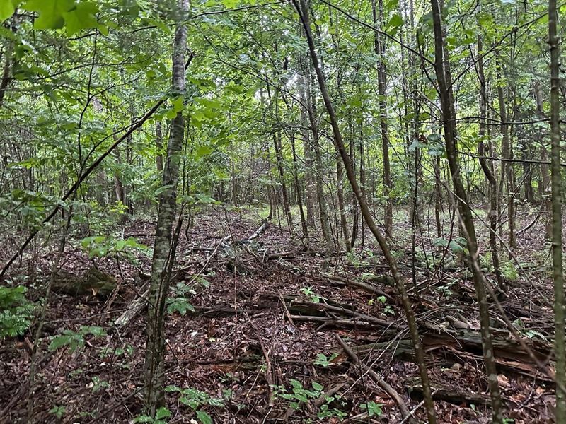 5.01 Acres Unrestricted Property : Palmer : Grundy County : Tennessee