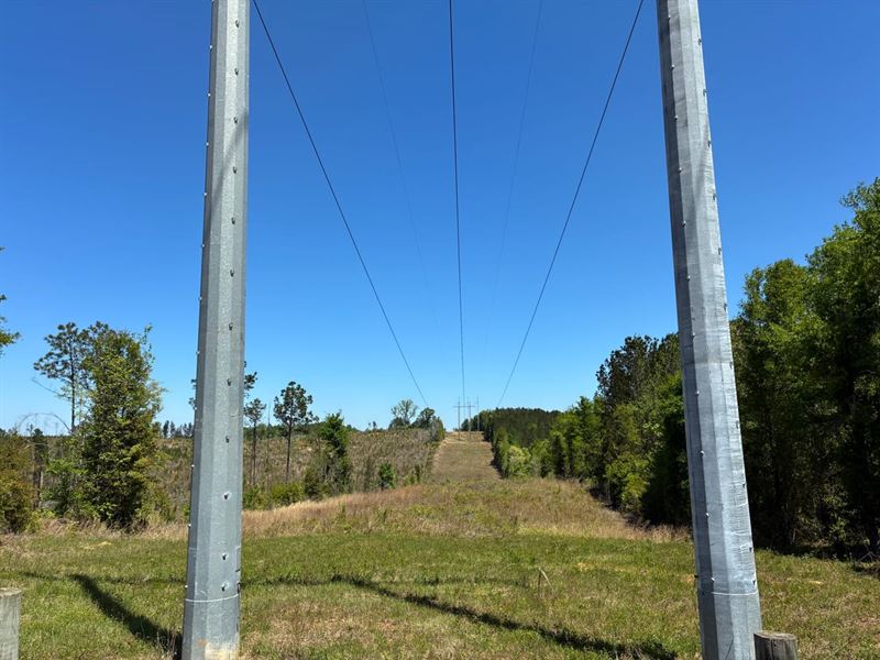 185 Acres Hale Co, AL : Greensboro : Hale County : Alabama