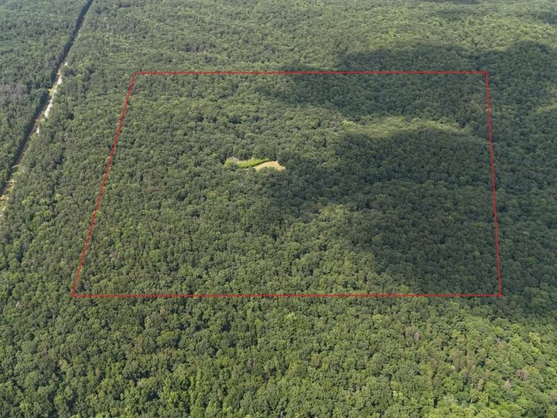 Lawrence Co, AL 40 Ac. Homestead : Moulton : Lawrence County : Alabama