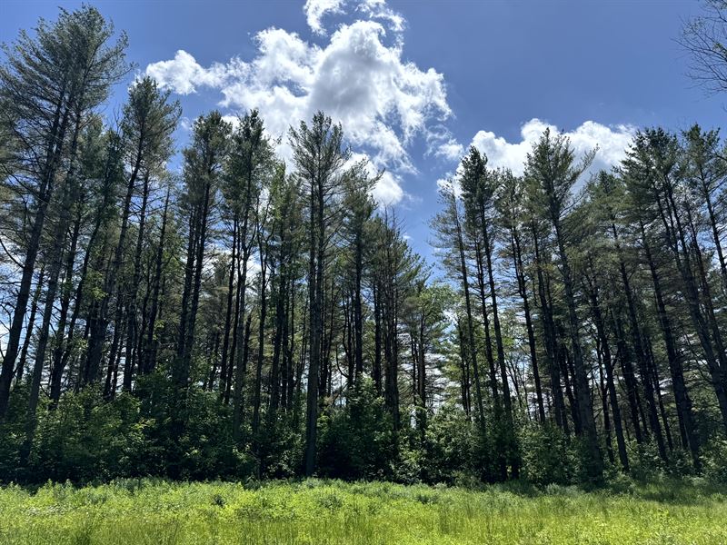 Point Rock Woodlands : West Leyden : Lewis County : New York
