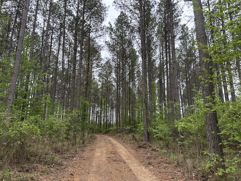 Spay Road East Tract : McCool : Choctaw County : Mississippi