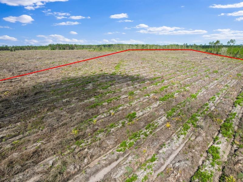 Highway 169 Pines, 37 Acres : Odum : Wayne County : Georgia
