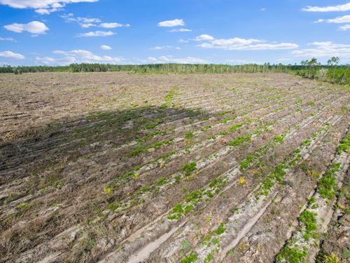 Highway 169 Pines, 37 Acres : Odum : Wayne County : Georgia
