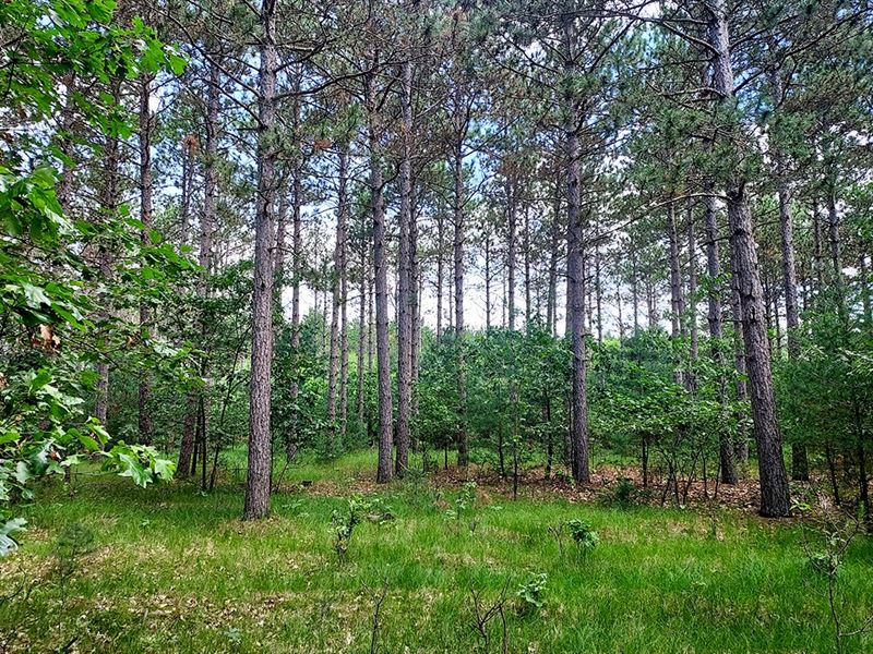 5.5 Acres by Wis Dells and Adams : Adams : Adams County : Wisconsin