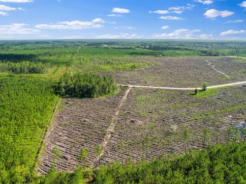 Quiet Pines Hideaway, 12 Acres : Odum : Wayne County : Georgia