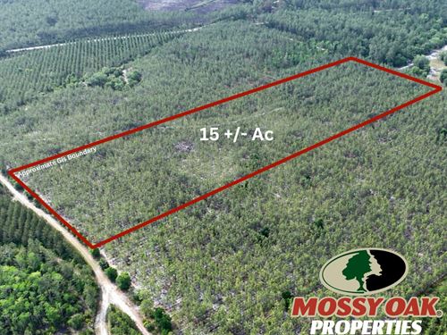15 Ac Recreational Timberland : Folkston : Charlton County : Georgia