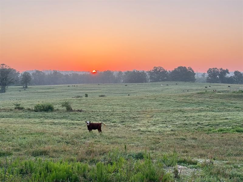 Little Bear Creek Farm and Home : Phil Campbell : Franklin County : Alabama