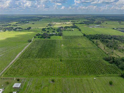 Prescott Road 45 Acre Grove : Zolfo Springs : Hardee County : Florida