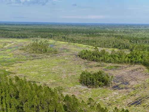 200 Acre Recreational Timberland : Waynesville : Brantley County : Georgia