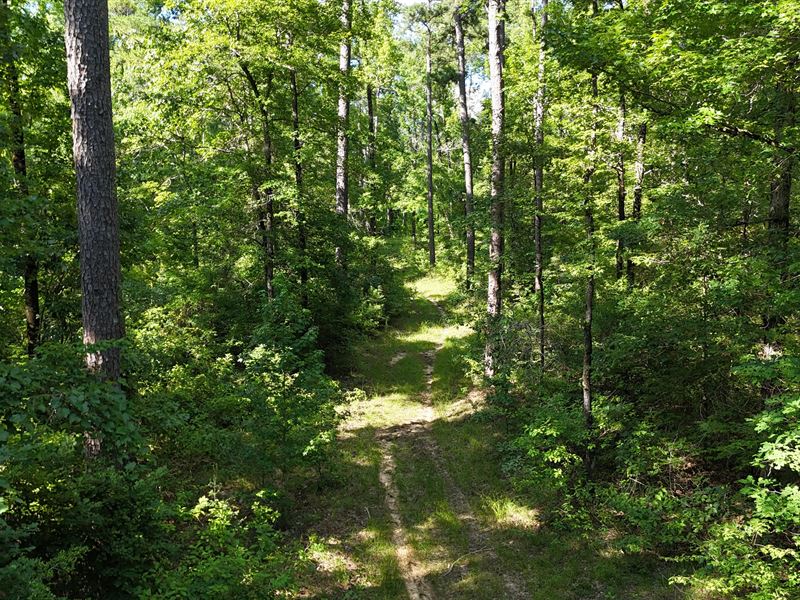 La, Grant 80 Acres : Dry Prong : Grant Parish : Louisiana