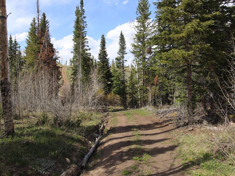 Independence Mountain 40 : Cowdrey : Jackson County : Colorado