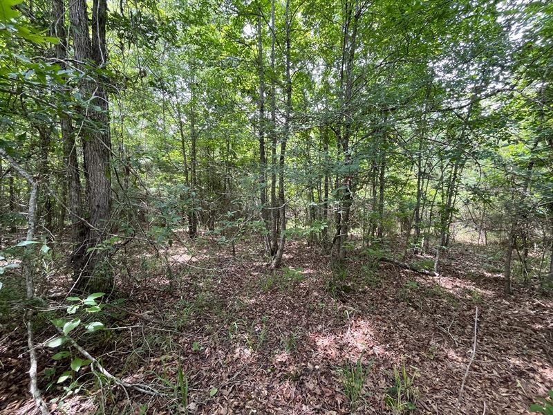71 Acres in Lincoln Parish, LA : Choudrant : Lincoln Parish : Louisiana