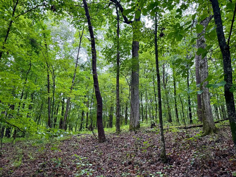 21.66 Acres Shelby County, AL : Vandiver : Shelby County : Alabama