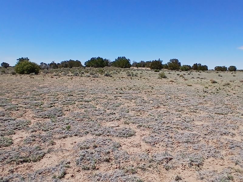 4.6 Acres Arizona Ranch Land : Saint Johns : Apache County : Arizona