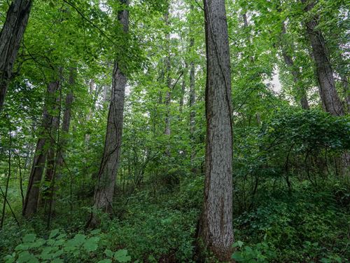 Meacham Rd 3 : Ray : Jackson County : Ohio