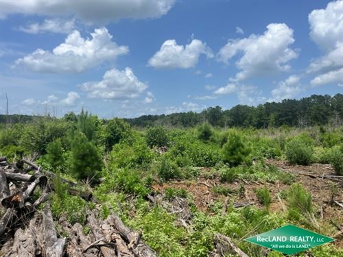84.4 Ac, Timberland for Home Site : Jamestown : Bienville Parish : Louisiana