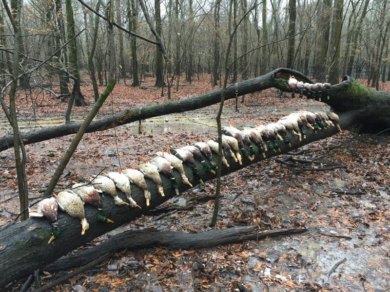 489.48 Surveyed Acres in Cache Rive : Biscoe : Monroe County : Arkansas
