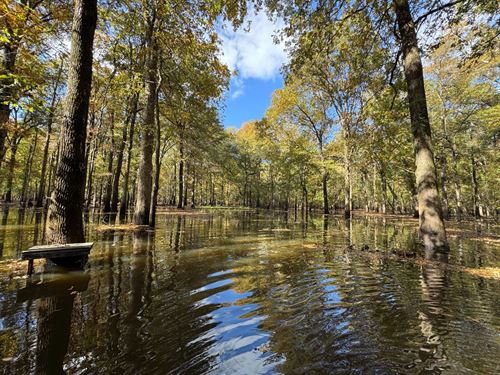 Cache Bottoms Flooded Timber : Biscoe : Monroe County : Arkansas