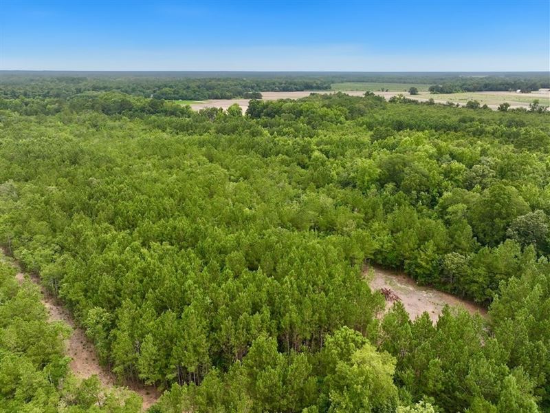 25.22 Acres of Recreational Timber : Grifton : Pitt County : North Carolina