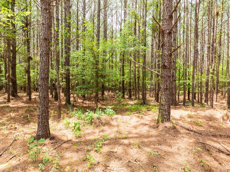$999 Down Off Grid Land : Lexington : Henderson County : Tennessee
