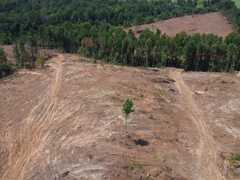 15 Acre Homesite with Creek : Ranburne : Cleburne County : Alabama