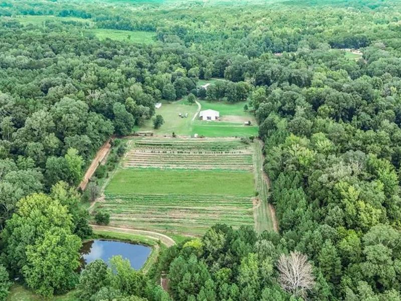 Lonely Live Oak, 800 Acres Hunting : Woodville : Wilkinson County : Mississippi