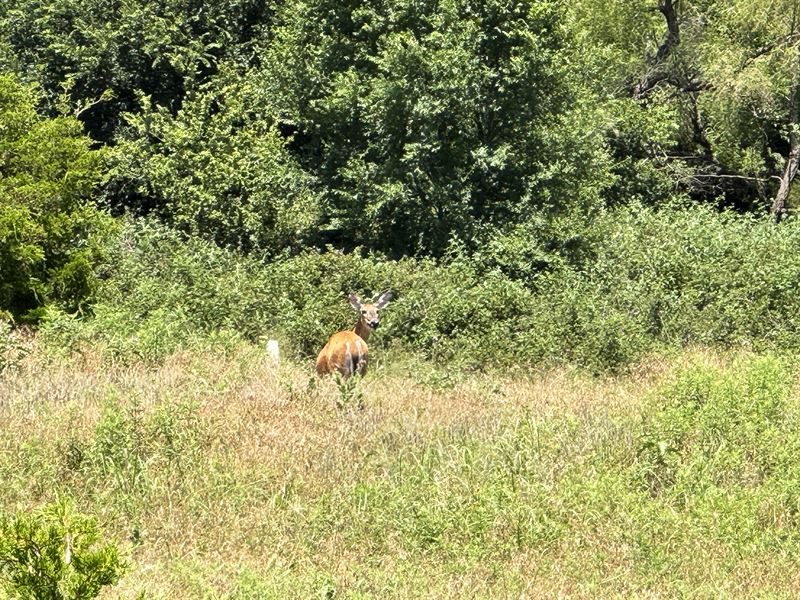 335 Acres Farmland / Grassland : Binger : Caddo County : Oklahoma