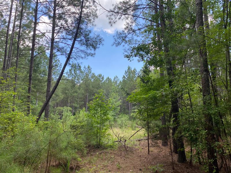 65.53 Acres On Indian Creek Roa : Clinton : Laurens County : South Carolina